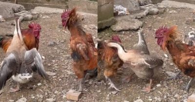 Video: Hai con ngỗng can ngăn gà trống xù lông mổ nhau