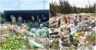 Lật xe chở xoài, người dân gọi nhau đến giải cứu