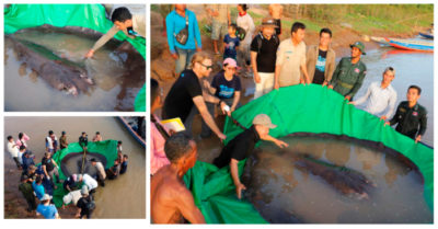 Ngư dân bắt được cá khổng lồ 300 kg trên sông Mê Kông