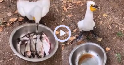 Video: Chim cốc nuốt chửng chậu cá nhanh như chớp
