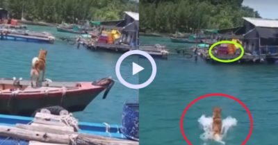 Video: Chó cưng vượt biển tìm đối thủ khẩu chiến