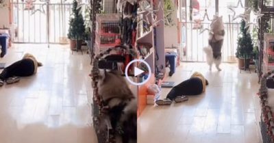 Video: Thấy nhân viên cửa hàng ngất xỉu, chú chó ngừng tập thể dục chạy gọi người đến cứu