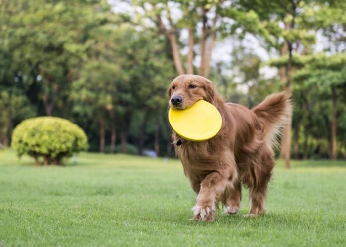 Video: Chó gâu đần ngăn cản trận chiến giữa 2 con mèo