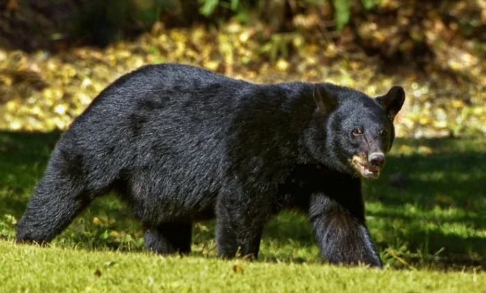 Video: Gấu vào xe ô tô chơi bị tài xế đuổi thẳng về rừng