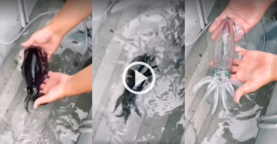 Video: Mực biến hình ngụy trang tài tình, từ đen thành trong suốt