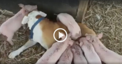Video: Chó mẹ liếm láp và cho đàn lợn 8 con bú sữa