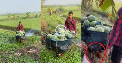 Video: Xe rùa chạy bằng xăng giúp nông dân vận chuyển đỡ mất sức