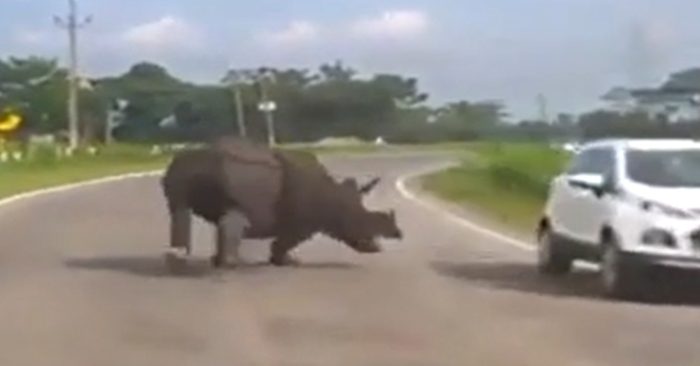 Video: Màn tháo chạy của ô tô khi bị tê giác truy đuổi giữa đường