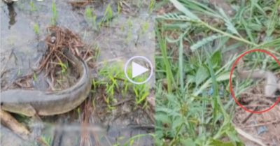 Video: Cá lóc, cá trê rủ nhau lên bờ chạy bộ sau mưa