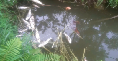 Trại lợn gây ô nhiễm bị phạt hơn một tỷ đồng